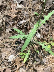 Cirsium carolinianum