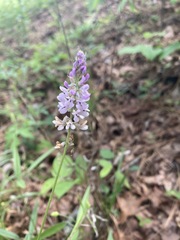 Orbexilum pedunculatum