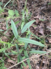 Orbexilum pedunculatum