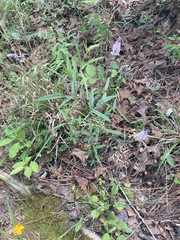 Orbexilum pedunculatum