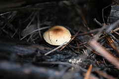 Pholiota decorata