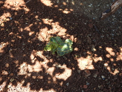 Streptanthus brachiatus