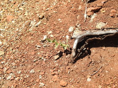 Streptanthus brachiatus