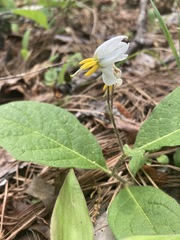 Solanum pumilum