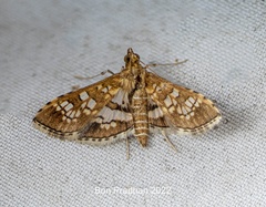 Sameodes