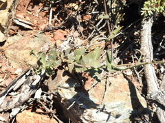 Streptanthus brachiatus