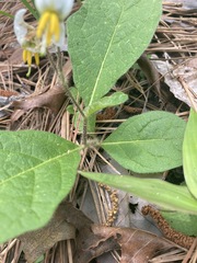 Solanum pumilum