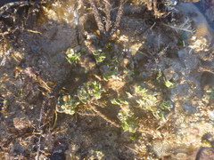 Camposcia retusa