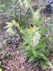 Lithospermum decipiens