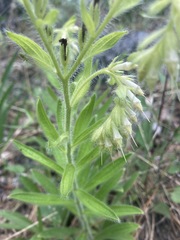 Lithospermum decipiens