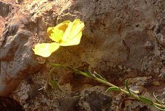 Fumana arabica