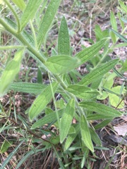 Lithospermum decipiens