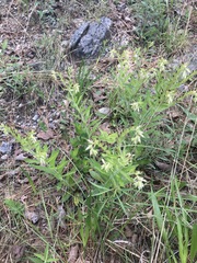 Lithospermum decipiens