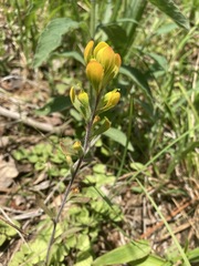 Castilleja kraliana