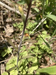Castilleja kraliana
