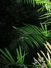 Dendrelaphis formosus