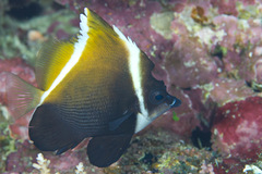Heniochus varius