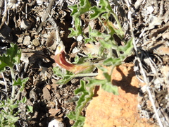 Calystegia collina oxyphylla