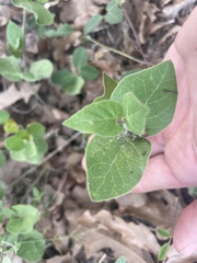 Matelea cynanchoides