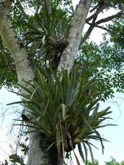 Aechmea kuntzeana