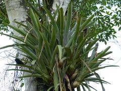 Aechmea kuntzeana