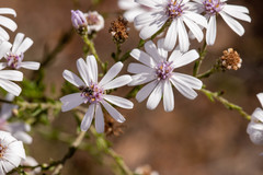 Olearia paucidentata