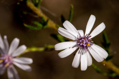 Olearia paucidentata