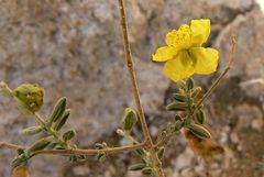 Helianthemum stipulatum