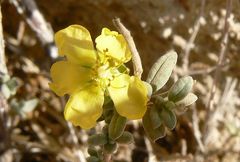 Helianthemum stipulatum