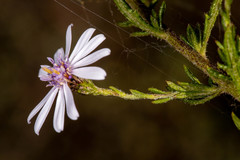 Olearia paucidentata