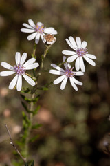 Olearia paucidentata
