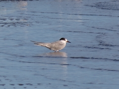Sterna hirundinacea
