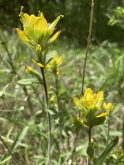 Castilleja kraliana