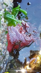 Urticina piscivora