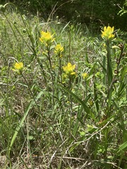 Castilleja kraliana