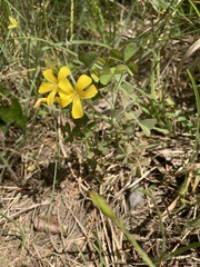 Oxalis macrantha