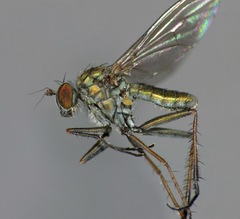 Tetrachaetus