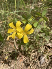 Oxalis macrantha