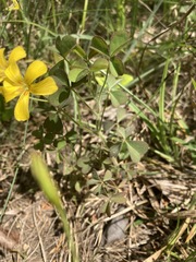 Oxalis macrantha