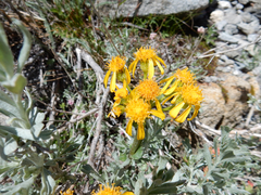 Senecio integerrimus