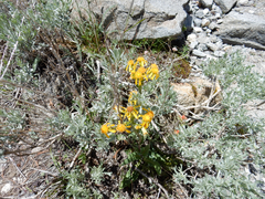 Senecio integerrimus