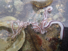 Baseodiscus hemprichii