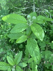 Croton alabamensis