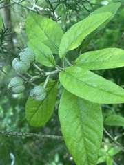 Croton alabamensis