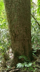 Pseudobombax septenatum