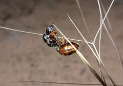 Pheidole antipodum