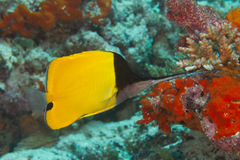 Forcipiger longirostris