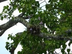 Tillandsia streptocarpa
