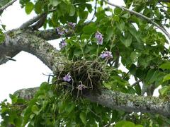 Tillandsia streptocarpa