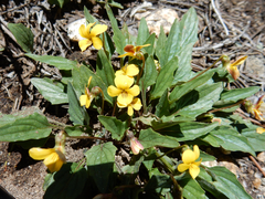 Viola pinetorum